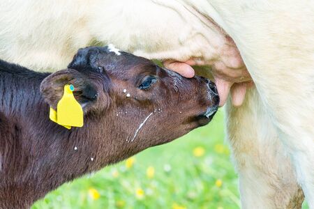 Newborn calf drinking milk at udder from mother cowの写真素材