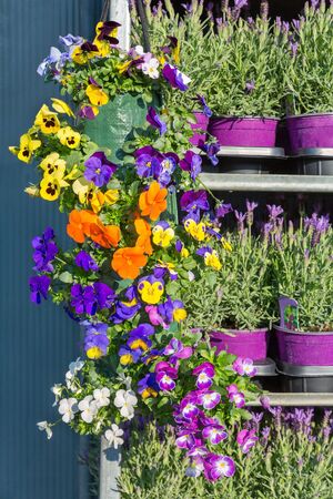 Metal rack filled with blooming violets in hanging baskets and lavenderの写真素材