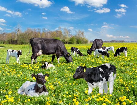 Cattle of black and white cows and calves in european pasture with yellow dandelionsの写真素材