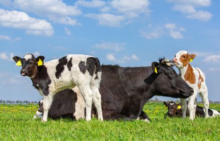 Mother cow with group of newborn calves in green dutch meadowの写真素材
