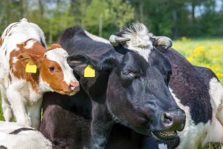 Portrait heads of mother cow with newborn calf in dutch meadowの写真素材