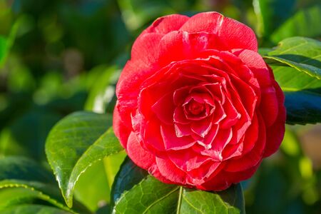 Macro photo of flowering red Camellia japonica flower at plantの写真素材