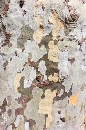Close up tree trunk bark surface as backgroundの写真素材