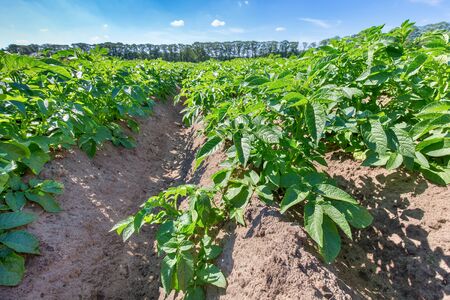 Dutch landscape with straight rows of green potato plants in summerの写真素材