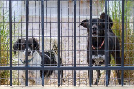Two dogs are standing in garden behind fence with meshの写真素材
