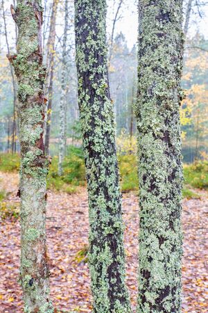 Tree trunks covered with lichen in autumn forest of Finlandの写真素材
