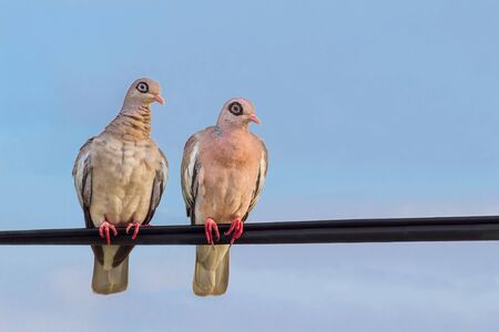 Couple of bare-eyed pigeons  sit on electrical wireの写真素材