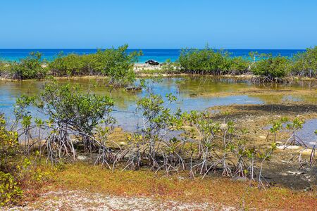 Landscape with mangrove plants at shore of island Bonaireの写真素材