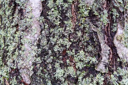 Close up tree trunk birch bark surface as backgroundの写真素材