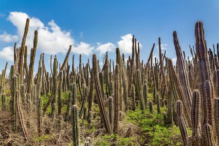 Cactus field with many cacti and blue sky on island Bonaireの写真素材