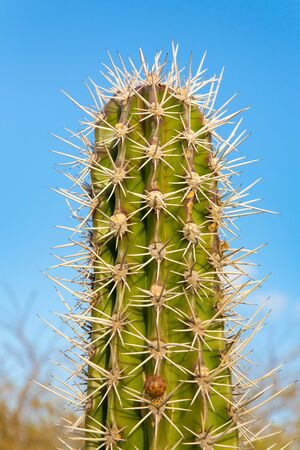 Top of cactus plant with many thorny spines and blue skyの写真素材