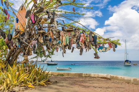Tree decorated with slippers in landscape at coast of Bonaireの写真素材