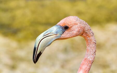 Close up portrait of red caribbean flamingo on Bonaireの写真素材