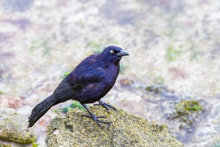 Black carib grackle on stone in sea of Bonaireの写真素材