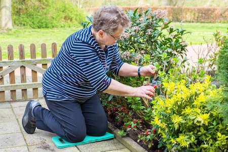 Elderly european woman prunes branch of plant in gardenの写真素材