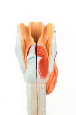 Human larynx with trachea isolated on white backgroundの写真素材