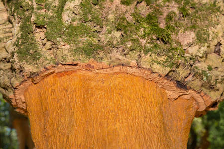 Cork oak tree with layers of cork bark on trunk in portuguese orchardの写真素材
