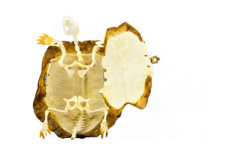 Inside of turtle with skeleton isolated on white backgroundの写真素材