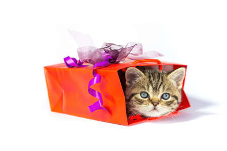 Young golden tabby cat hiding in red gift box isolated on white backgroundの写真素材