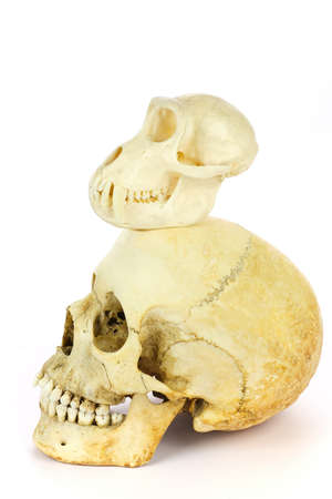 Skull of human and ape isolated on white backgroundの写真素材