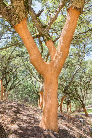 Orchard with removed bark on cork oak trees in portuguese Algarveの写真素材