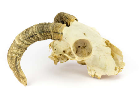 Sheep skull with long bended horns isolated on white backgroundの写真素材