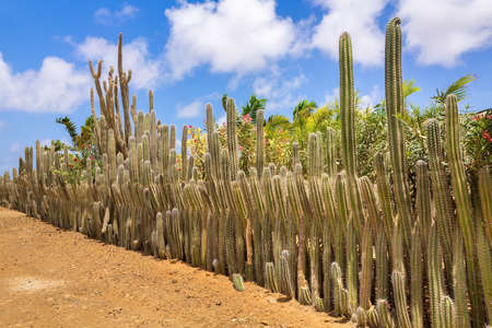 Cacti in a row as a hedge or fence along the gardenの写真素材