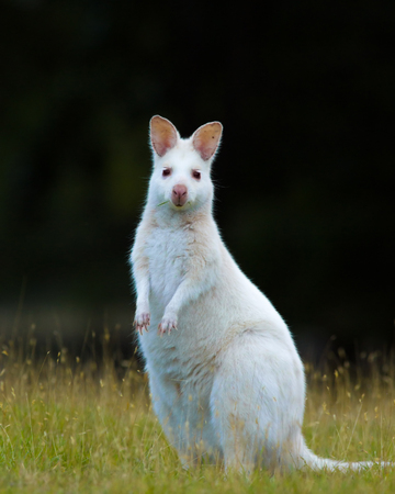 A bennet's wallaby is standing and wachingの写真素材