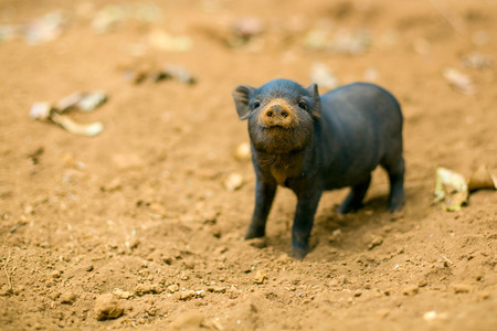 A baby pig is paying attentionの写真素材