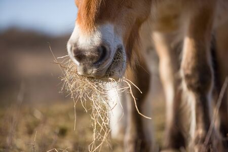 A wild horse is eating dry grass.の写真素材