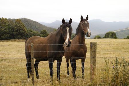 Two brown horses standing happily together in a farm field in Tasmania.の写真素材