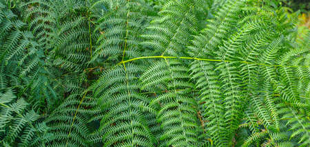 Vern Textureの写真素材