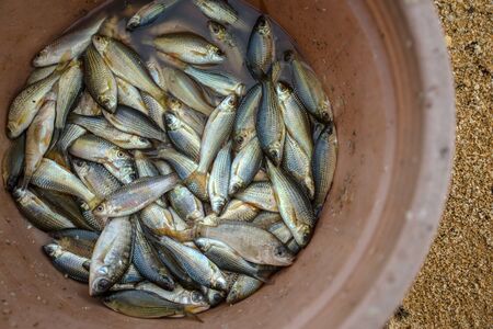 A bucket full of caught fish by local peopleの写真素材