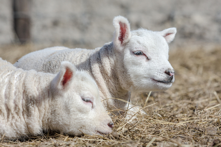 two young, sweet lambs sitting down on a bed of dry straw on a sunny spring dayの写真素材