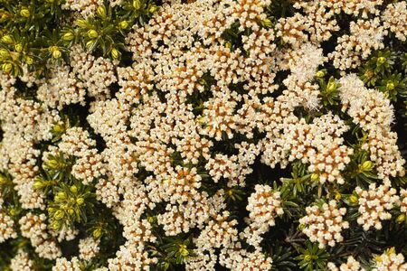 Plant pattern