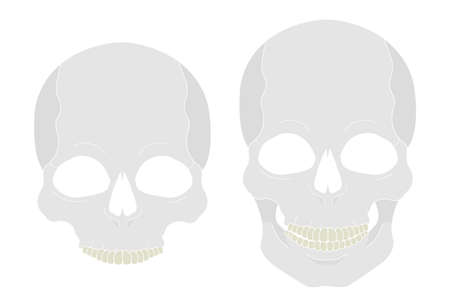 White color skull vector clip art illustration isolated on whiteのイラスト素材