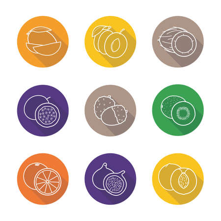 Fruit pairs flat linear long shadow icons set. Mango pieces, halved plum, open coconut, cutted passion fruit, orange, fig, peach, peeled litchi, kiwifruit half . Vector line symbolsのイラスト素材