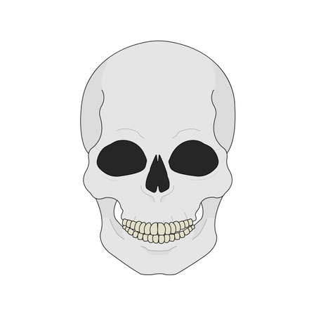 Human skull color illustration. Isolated vector iconのイラスト素材