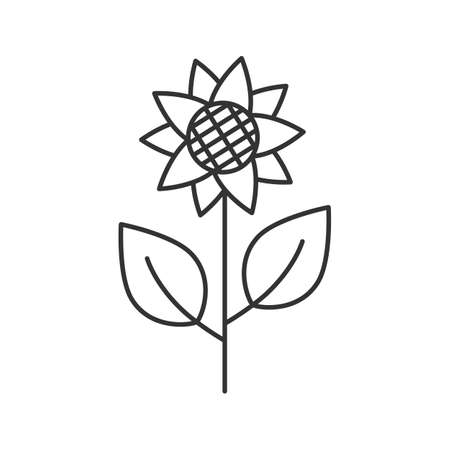 Sunflower, helianthus linear icon. Flowering plant thin line illustration. Agriculture contour symbol. Vector isolated outline drawingのイラスト素材
