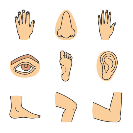 Human body parts color icons set. Male and female hands, nose, eye, feet, ear, elbow joint, knee. Isolated vector illustrationsのイラスト素材