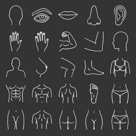 Human body parts chalk icons set. Anatomy, health care isolated vector chalkboard illustrations.のイラスト素材