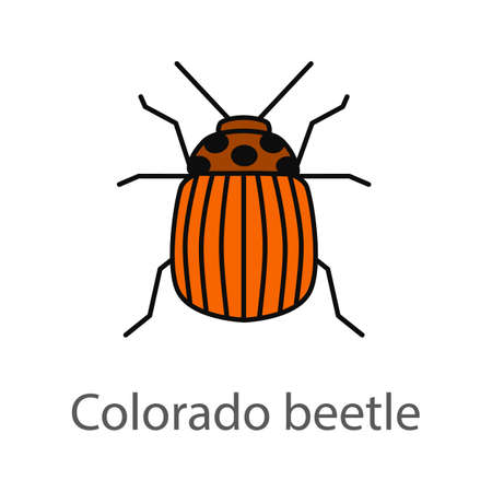 Colorado beetle color icon. Insect pest. Potato bug. Isolated vector illustrationのイラスト素材