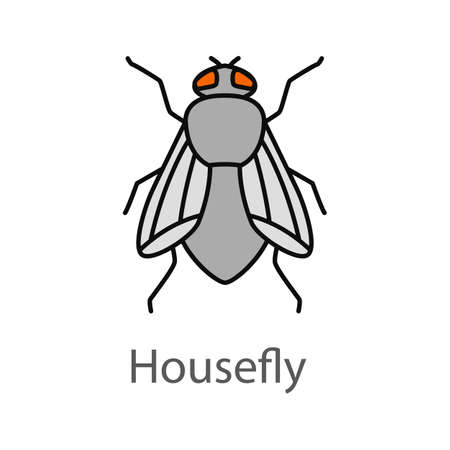 Housefly color icon. Musca domestica. Fly insect. Isolated vector illustrationのイラスト素材