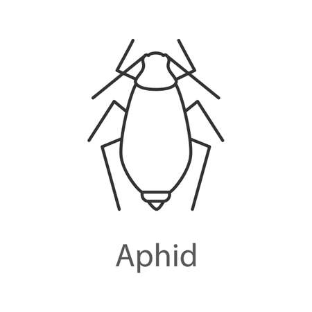Aphid linear icon. Insect pest. Plant lice. Thin line illustration. Contour symbol. Vector isolated outline drawingのイラスト素材