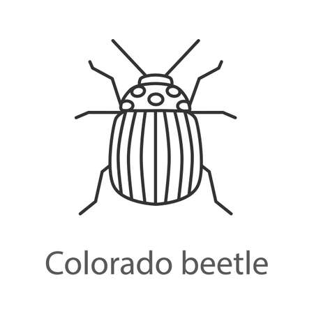 Colorado bug linear icon. Potato bug. Thin line illustration. Contour symbol. Vector isolated outline drawing.のイラスト素材
