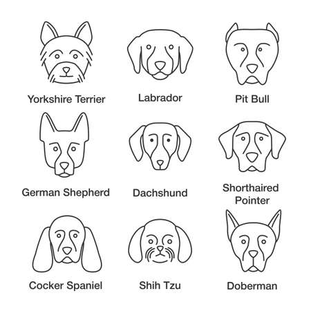 Dogs breeds linear icons set. Thin line symbols. Yorkshire Terrier, Labrador, German Shepherd, dachshund, Cocker Spaniel, Shih Tzu, pit bull, Doberman, Shorthaired Pointer. Vector outline illustrationのイラスト素材