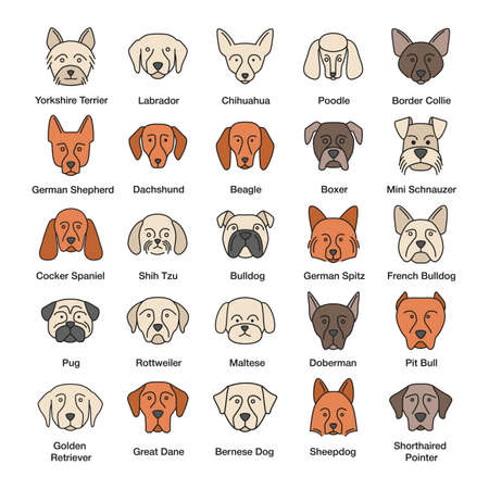 Dogs breeds color icons set. Guide, guardian, hunting, herding dogs. Isolated vector illustrationsのイラスト素材