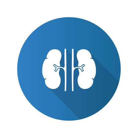 Human kidneys flat design long shadow glyph icon. Urinary system. Vector silhouette illustrationのイラスト素材