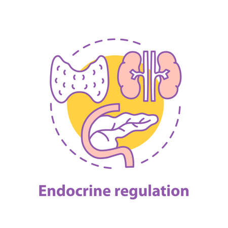 Endocrine regulation concept icon. Endocrinology idea thin line illustration.のイラスト素材