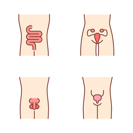 Healthy human organs color icons set. Intestines and urinary bladder in good health. Functioning men and women reproductive systems. Fertility. Isolated vector illustrationsのイラスト素材